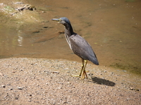 На речушке, которая в море  втекает(на самом юге пляжа Ката)(в простонародье-речка-вонючка, что  соответствует действительности)