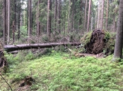 Поваленные в лесу деревья не убирают - экосистема должна сохраняться.