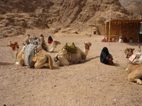 бедуины