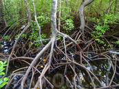 мангровые заросли