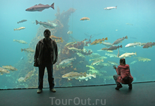 Самое интересное в олесуннском Атлантическом парке - это огромный аквариум с местными обитателями Атлантики.