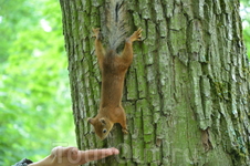 Царское Село и белки Царское Село и белки