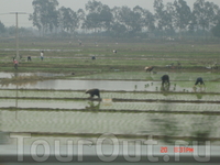 Вьетнам. Приватизированные поля вдоль дорог. Местные жители на своих участках выращивают в основном рис