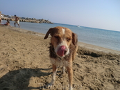 Еще собака с мунициального пляжа