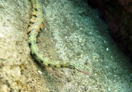 brooks pipefish