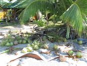 около полусотни кокосов - результат чистки лишь одной пальмы