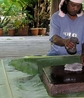 Фото Kosrae Village Ecolodge