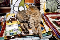 Котик в сувенирной лавке
