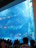 Огромный аквариум в Dubai Mall