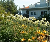 Jardim Atlantico Calheta