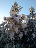морозное  солнце зимней Карелии. 29.12.2011