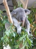 царство сонных коал