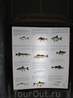 Описания рыб Белого озера.