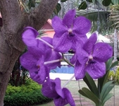 Baan Sai Yuan