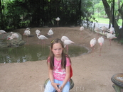 Зоопарк Кхао Кхео - розовые фламинго.