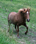 Норвежская фьордская - особая порода лошадей в Норвегии.