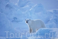 Ученые опасаются, что в ближайшие сто лет глобальное потепление приведет к вымиранию белых медведей
Автор: Пол Никлен (Paul Nicklen)
