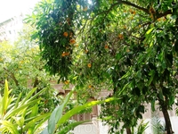 Дворец Бахия снаружи, скрыт зарослями апельсиновых деревьев...