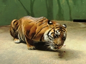 Тигр обедает. Пражский зоопарк