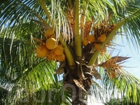 Вот такие кокосы изначально на пальмах..Их срезают и можно пить кокосовое молоко