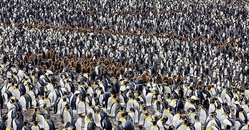 Пингвины как люди
Автор: Пол Никлен (Paul Nicklen)