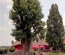 Фото Motel Stari Hrast