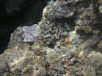 Рыбы и кораллы (подводные съемки - с чехлом) Рыбы и кораллы (подводные съемки - с чехлом)