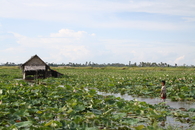 Камбоджа
Лотосовое поле
