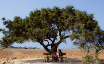 одинокое дерево на Каво Греко