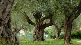 Оливковая роща, деревьям почти по 1000 лет