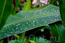 Листик Листик