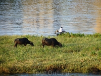 Коровы на Ниле.
