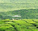 Фото Cameron Highlands Resort