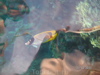 Рыбы и кораллы (съемка с понтона); столь сюрреалистичные снимки получаются при отражении в воде фотика, фотографа и еще чего-то...