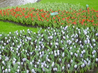 поля цветов