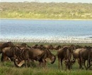 Фото Lemala Ndutu Tented Camp Serengeti