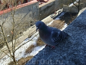 Таллинский голубь.