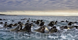 Стая моржей у Баффиновой Земли
Автор: Пол Никлен (Paul Nicklen)