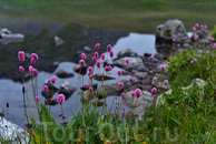 Цветы на горном озере