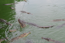 крокодиловая ферма крокодиловая ферма