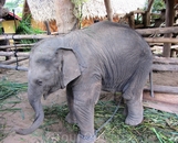 Слоненок - совершенно прелестный