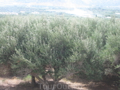 дикие оливковые деревья