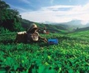 Фото Equatorial Cameron Highlands