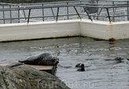 Довольно большой вольер выстроен в Lofoten Aquarium для тюленей. В нем живут несколько больших особей и двое малышей, появившихся на свет весной этого ...