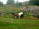 Исландские лошадки - чуть больше пони и коренастенькие. Выведены для поездок по исландским горам, полям, возвышенностям и т.п. поверхностям.