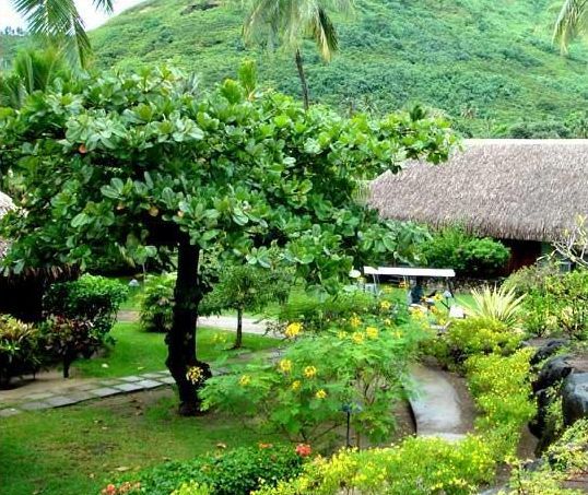 Hilton Moorea Lagoon Resort and Spa