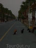 Знаменитые кипрские кошки на набережной Лимасола