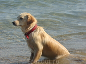 даже собаки наслаждаются морем....
