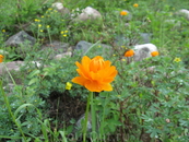 Жарки (Trollius asiaticus)