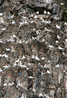 Остров Рунде. Его ещё называют птичьим островом. Около полумиллиона птиц гнездится здесь с февраля по август.